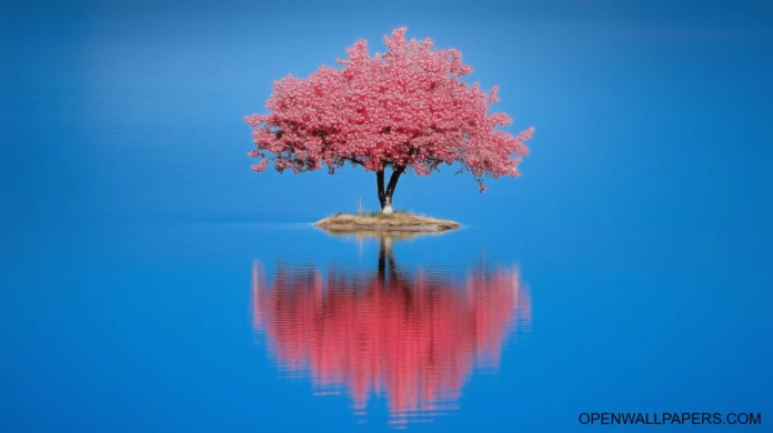 Cherry Blossom Tree Wallpaper 1080p.