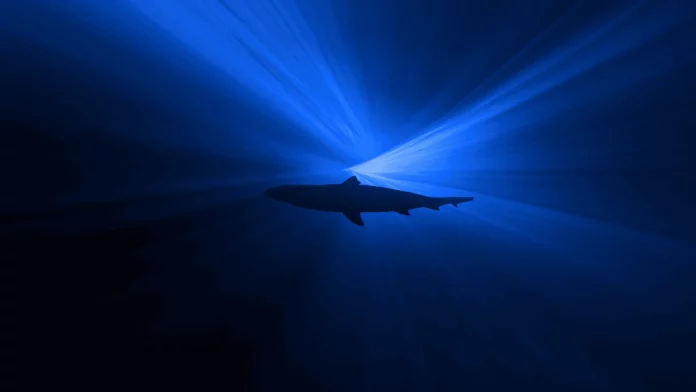 Cool Shark Laptop Backgrounds.