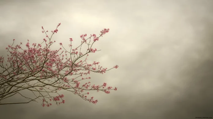 Nice Cherry Blossom Tree 4K Wallpaper.