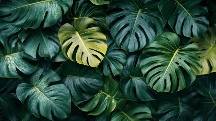 2K Tropical Wallpaper for Mac.