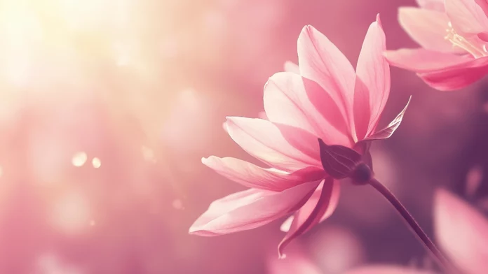 Flower Wallpaper 2K  Free Download.