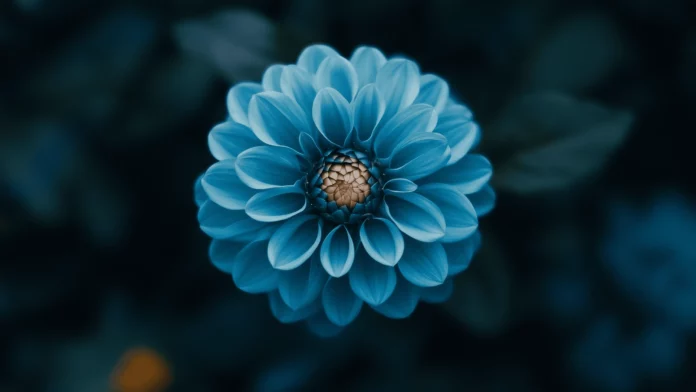 Flower Wallpaper 2K  Free Download.