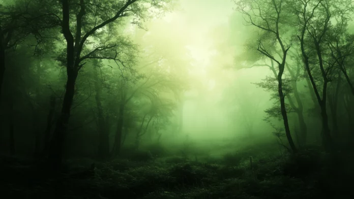 Forest Green Wallpaper for Desktop.