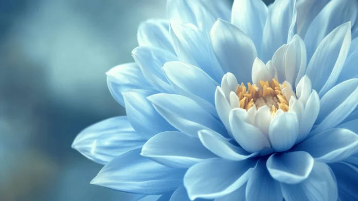 HD Wallpaper Flower.