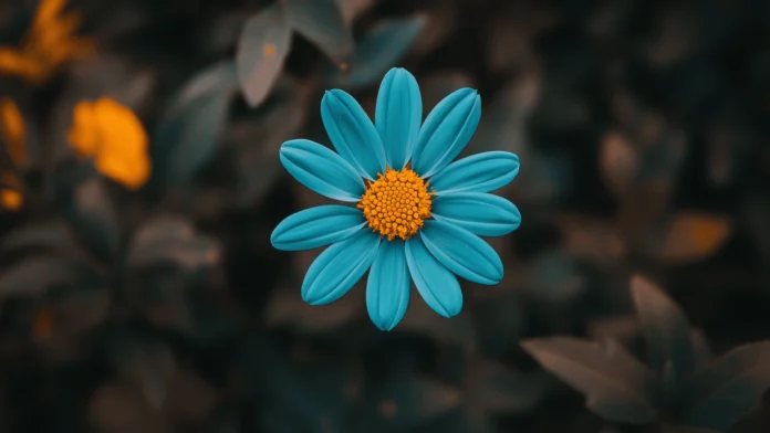 HD Wallpaper Flower.