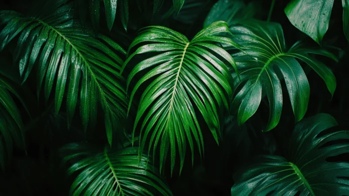 Tropical Wallpaper 2K  Free Download.