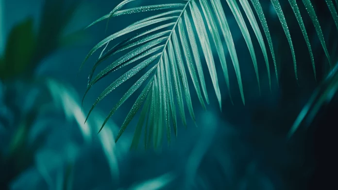 Tropical Wallpaper 2K  Free Download.