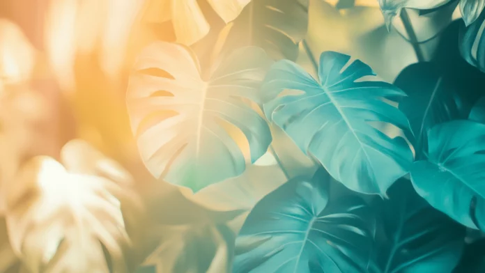 Tropical Wallpaper 4K Free download.