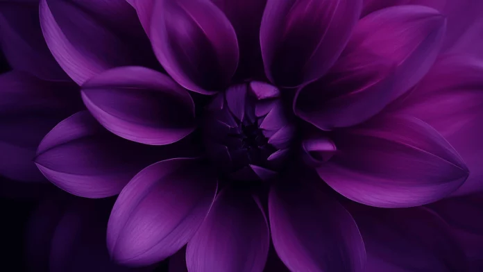 Wallpaper Flower.