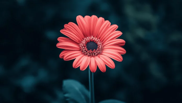 Wallpaper Flower.